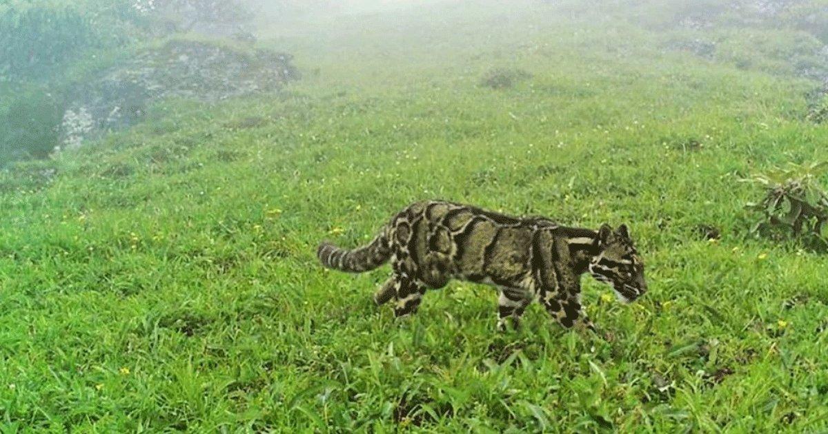 In A First, 4 Clouded Leopards Have Been Spotted In The Nagaland Mountains