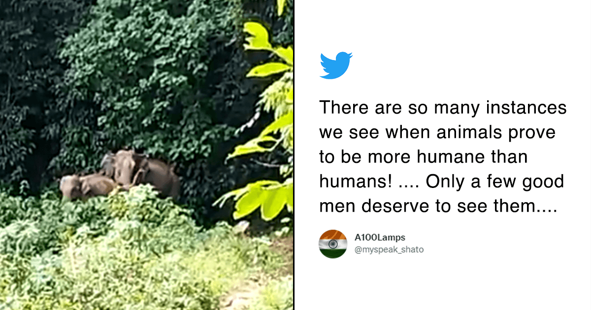 Mommy Elephant Thanks Forest Officials After Reunion With Calf In Adorable Viral Video