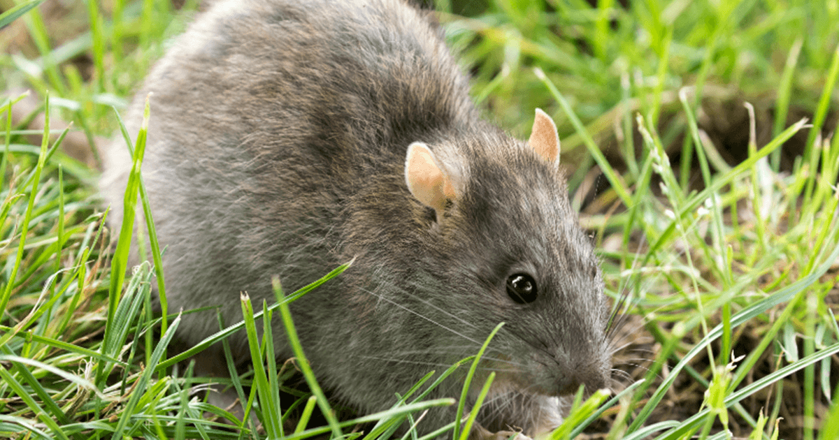 UP Cops Say Rats Ate Up More Than 500 Kg Of Seized Marijuana
