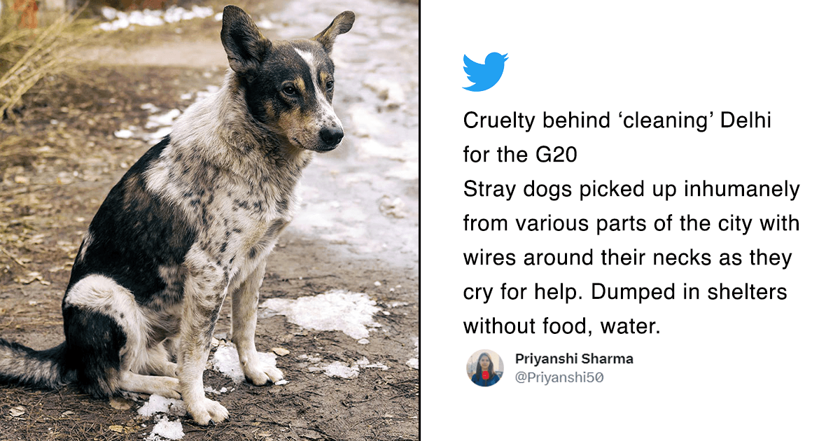 Street Dogs Captured In Delhi Ahead Of The G20 Summit Because Animal Welfare Is Only For The Books