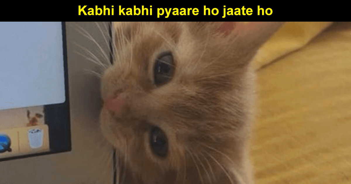 10 Signs You’re An Orange Cat Because What Else Can Explain THAT Behaviour?