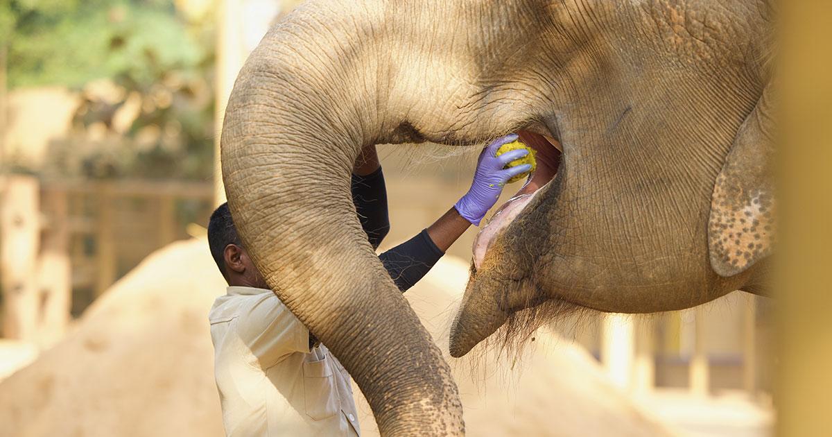 Here Are All The Details Of Vantara, The Game-Changing Animal Rescue Programme By Reliance