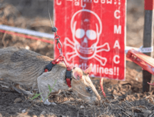This Cambodian Rat is a Main Character and no he’s not Stuart Little.