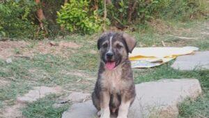 How Heroic Dog Rocky Saved 63 Lives During Landslide in Himachal