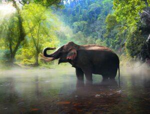 270 Elephants Saved In Odisha Because Of AI; Is This An Era Of Life-Saving AI? Instances That Will Open Your Eyes