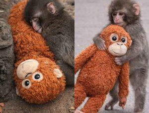 The Viral Abandoned Baby Monkey Hugged A Plushie, And The Internet Hugged Him Back; Know The Full Story Here!