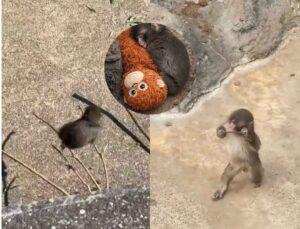 Season 2 Of Punch: The Viral Abandoned Baby Monkey Finally Stood Up For Himself & Also Learnt A New Skill; Find His Full Story Here