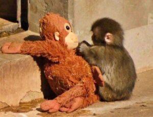 Did Baby Monkey Punch Lose His Favorite Toy? Fact Check Reveals The SHOCKING Truth