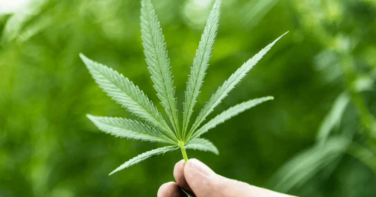 The First Thing To Be Sold Online & Shakespeare’s Favorite, 6 Interesting Facts About Marijuana
