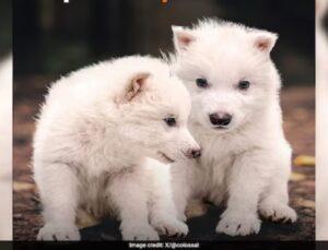 De-extinction Drama: Dire Wolves Are Back, and We’re Not Sure Whether to Celebrate or Hide!