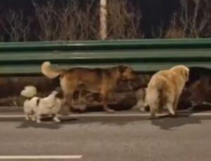 Better Teamwork Than Corporate Offices”: 7 Stolen Dogs Escape Truck, Travel 17 Km