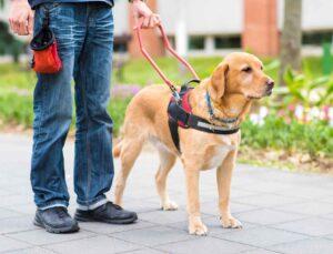 ₹50 to ₹1,000 for Letting Your Dog Roam? Delhi’s New Civic Fines Explained in Full